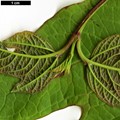 SpeciesSub: var. calvescens